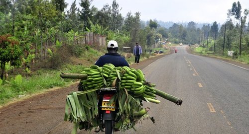 研究称因全球变暖香蕉或取代土豆成人类主食